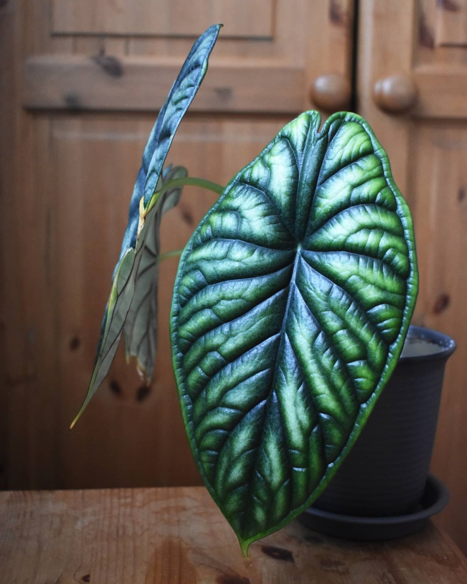 Филодендрон Florida Ghost Mint