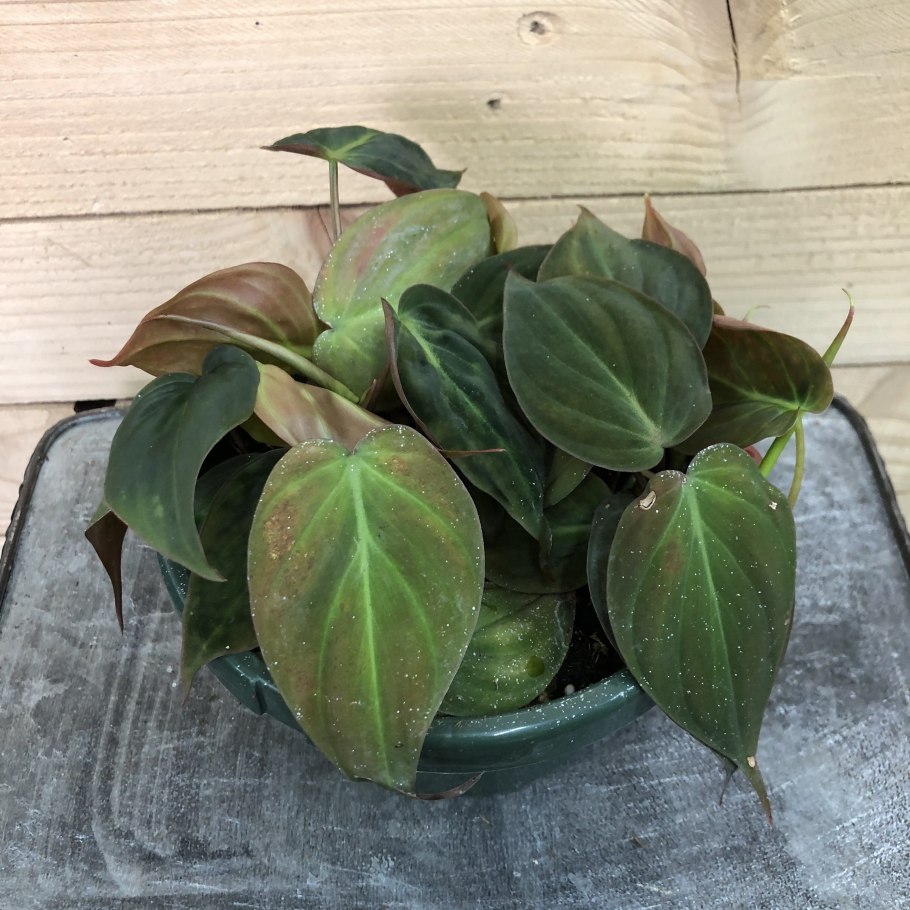 Филодендрон Сплендид