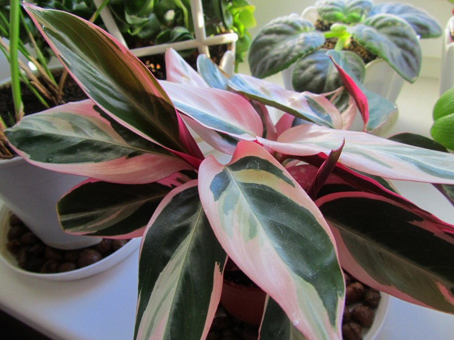 Алоказия Сильвер драгон