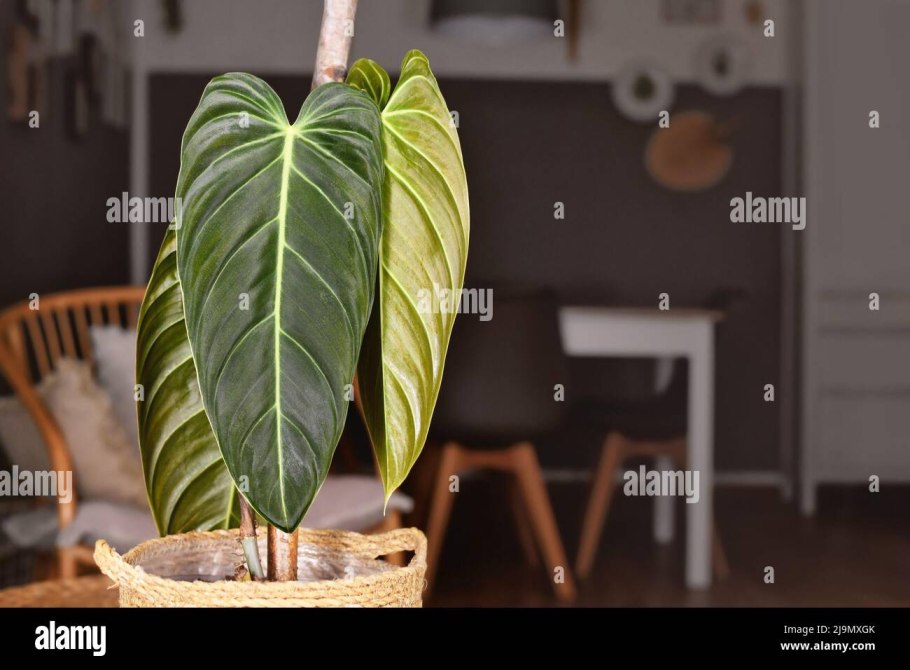 Алоказия Пинк драгон