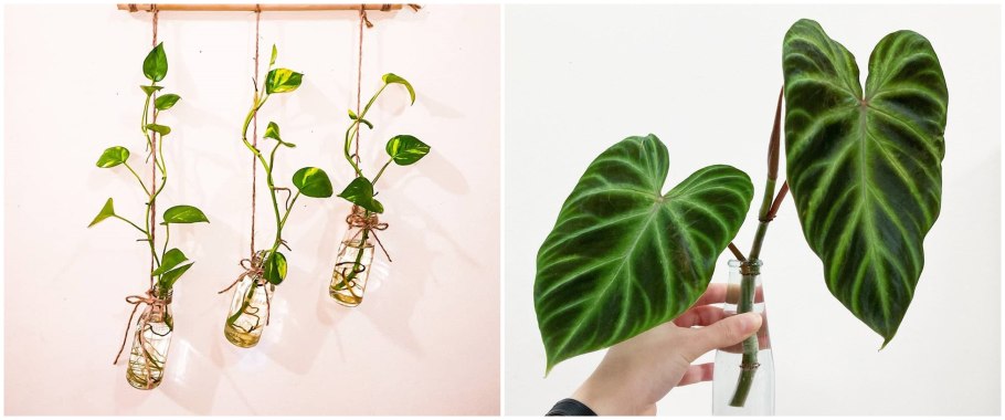 Алоказия macrorrhiza