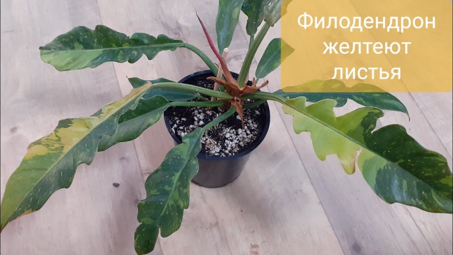 Филодендрон Джангл буги