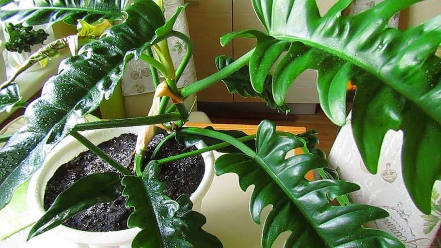 Philodendron eps