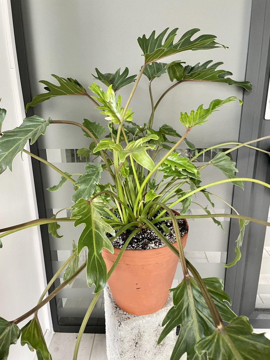 Paper Gold Black Philodendron