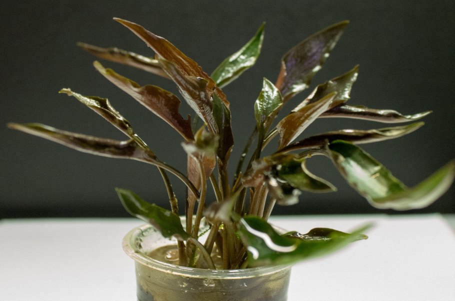 Криптокорина пётча