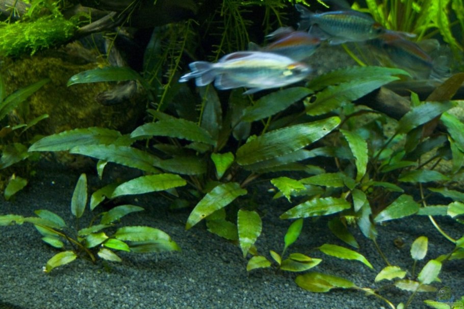 Криптокорина Аксельрода