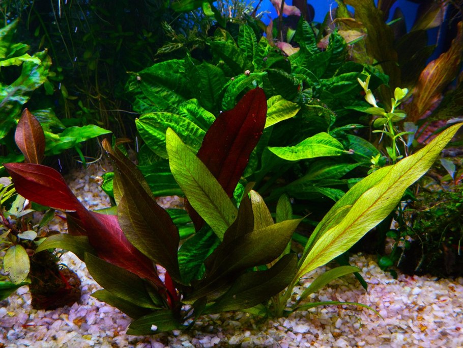 Криптокорина Невилля Cryptocoryne nevillii