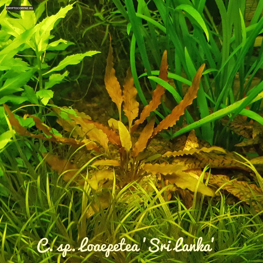 Апоногетон аквариумное растение