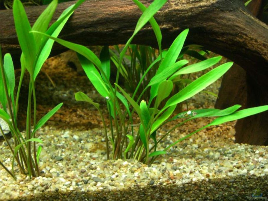 Cryptocoryne wendtii var Green