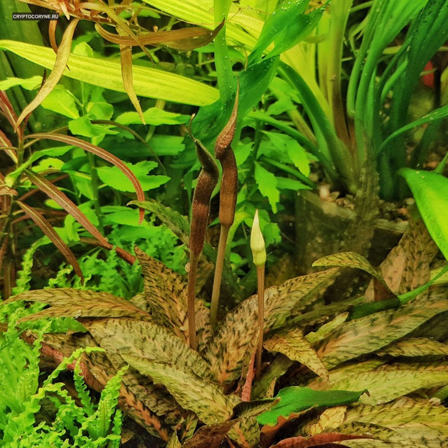 Криптокорина Гигантелла