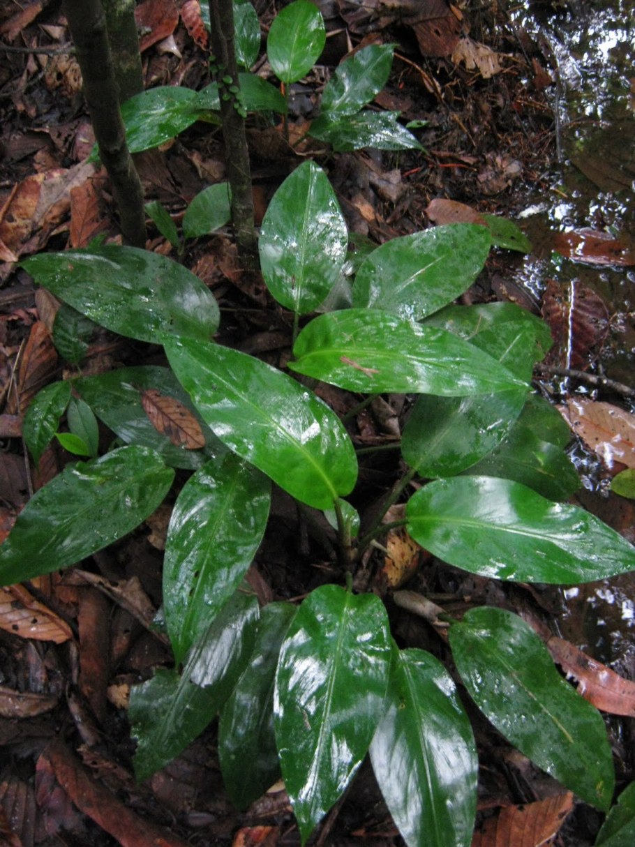 Криптокорина блестящая