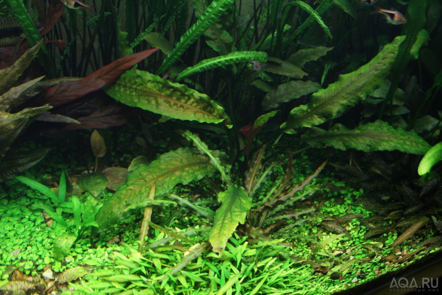 Криптокорина Ундулата