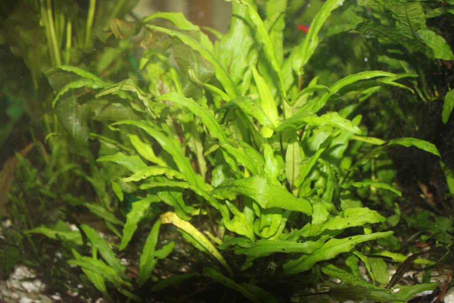 Cryptocoryne nakamotoi