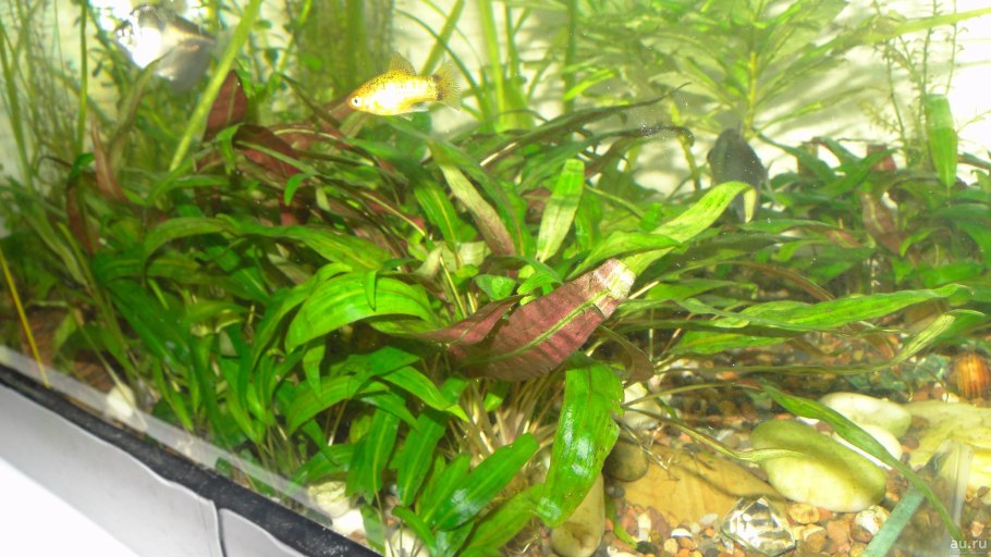 Криптокарина вендетта