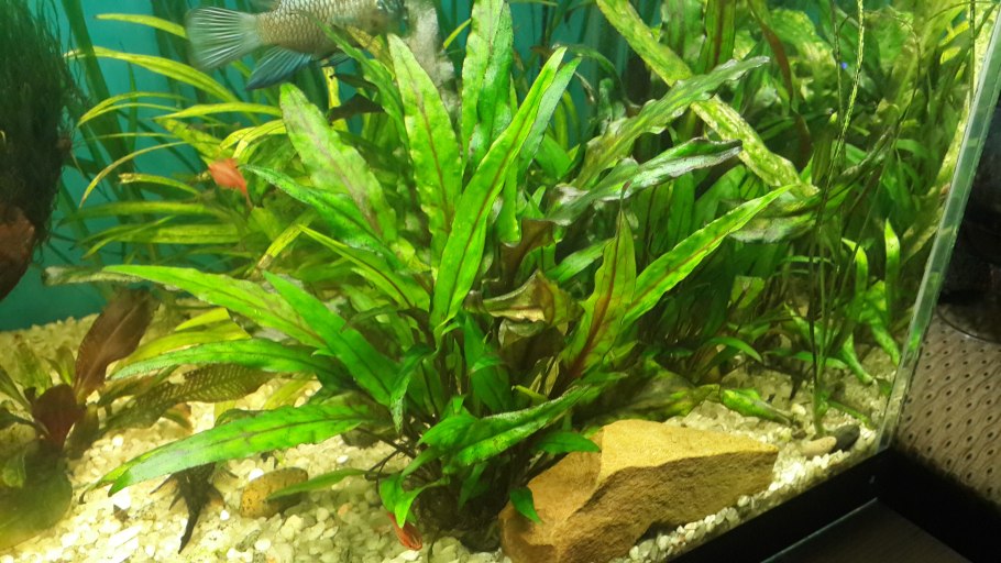 Криптокорина Альбида Браун