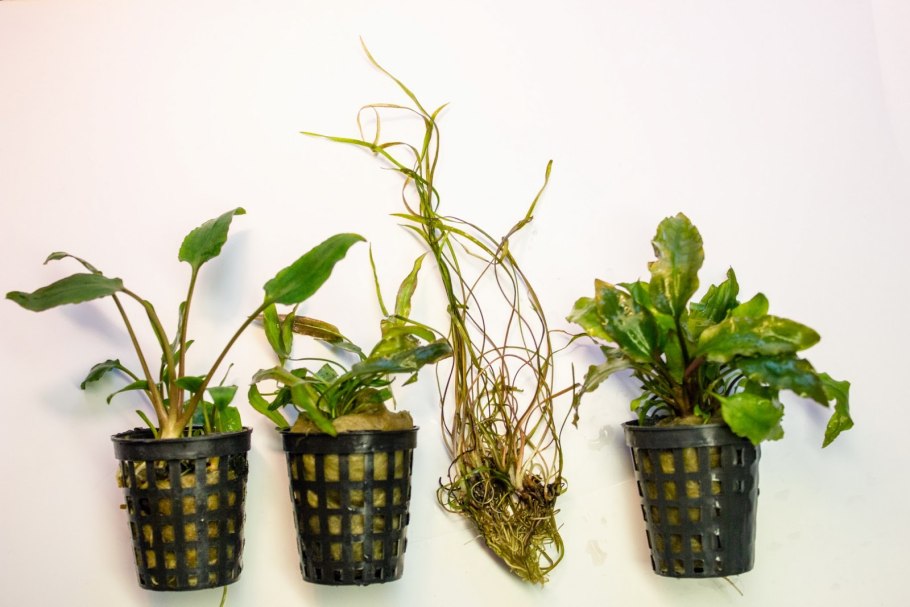 Криптокорина Вендта Нана