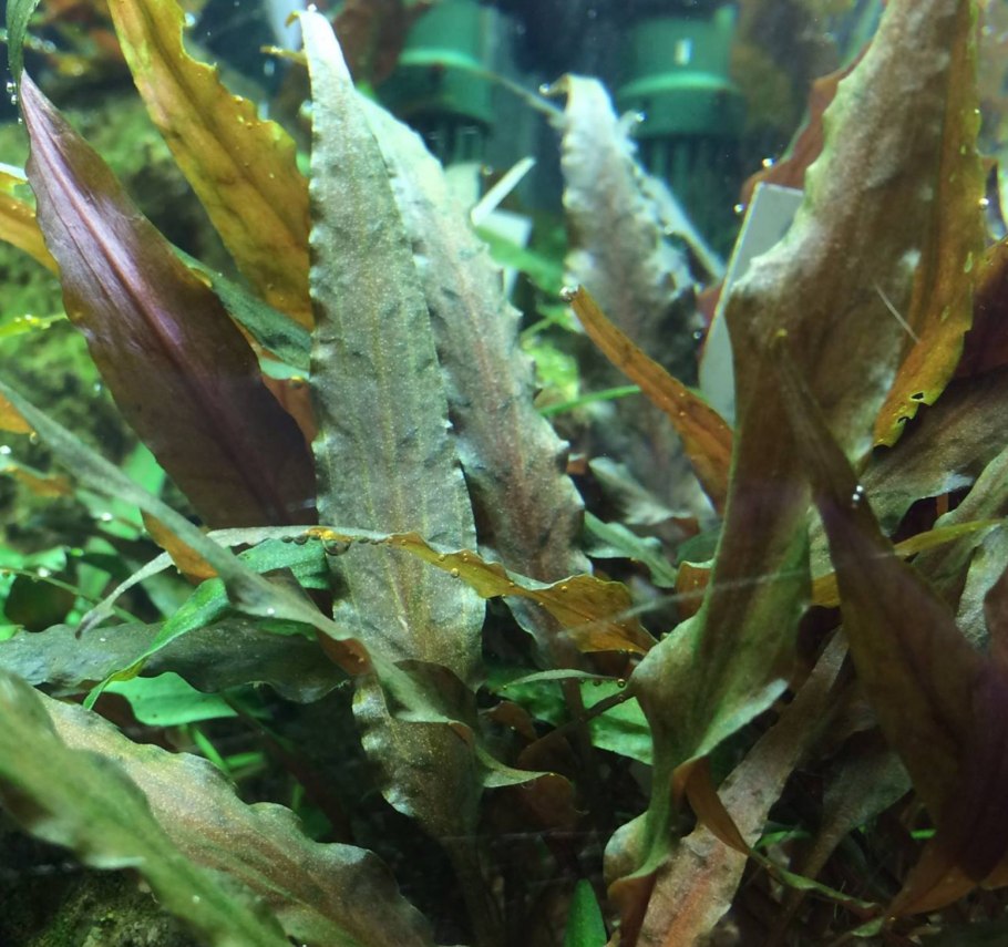 Криптокорина loaepetea