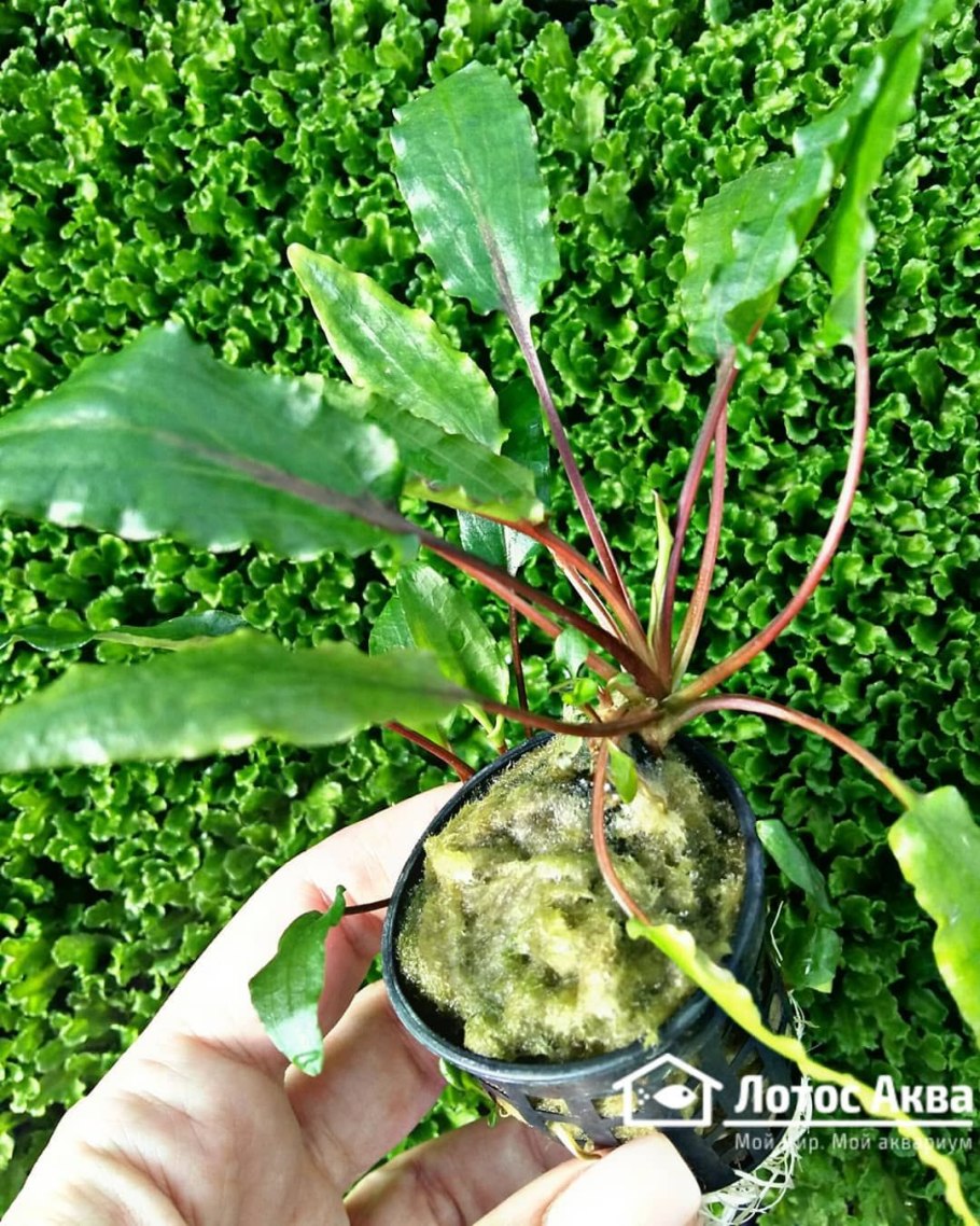 Криптокорина Юджи