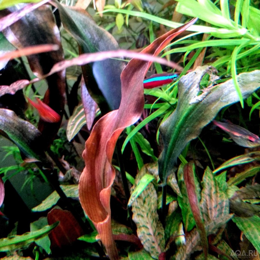 Криптокорина пурпурная