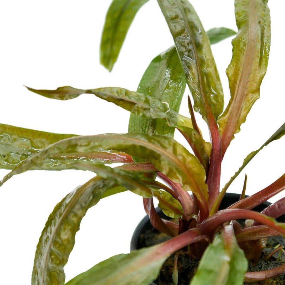 Криптокорина Вендта Тропика