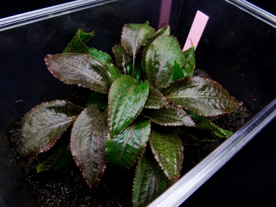 Криптокорина Вендта ми Ойя