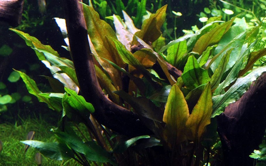 Cryptocoryne willisii
