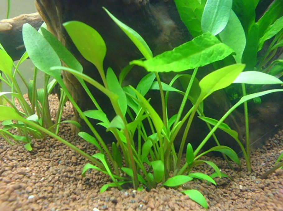 Cryptocoryne undulatus Red 1-2-grow