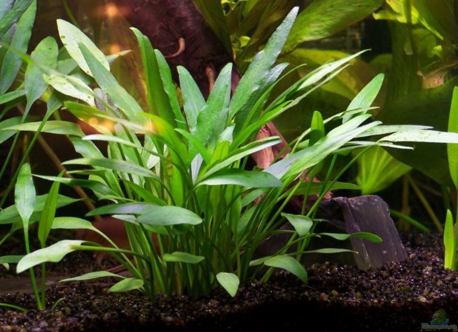 Криптокорина Вендта зеленый геккон