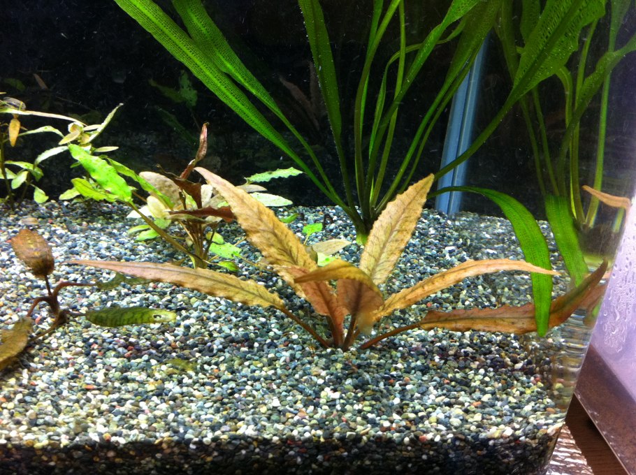 Криптокорина Ундулата ред