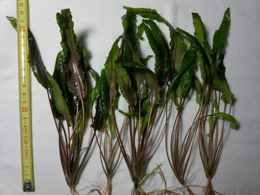 Лагенандра Тенкаси