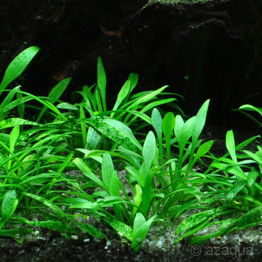 Криптокорина блестящая