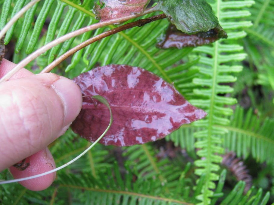 Криптокорина Валкера