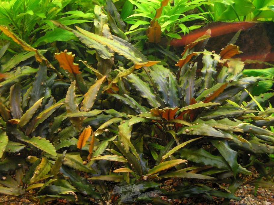 Cryptocoryne Богнера