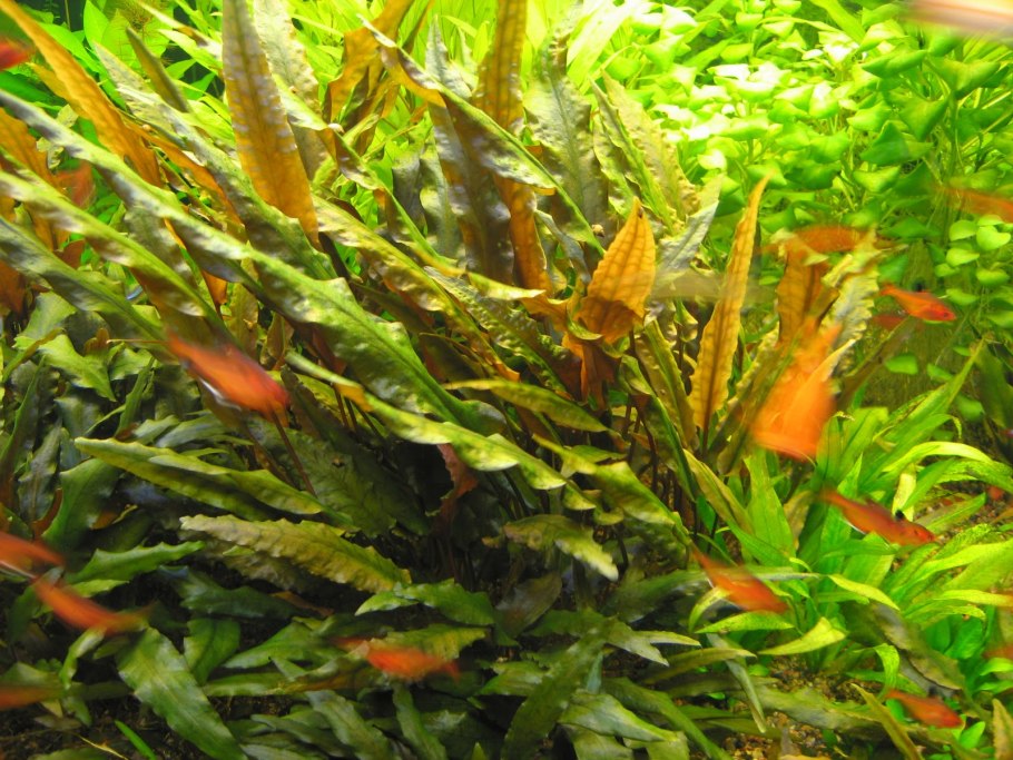 Криптокорина Вендта красная