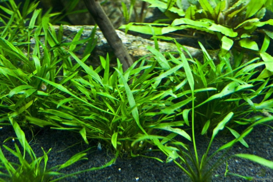 Криптокорина Беккетта