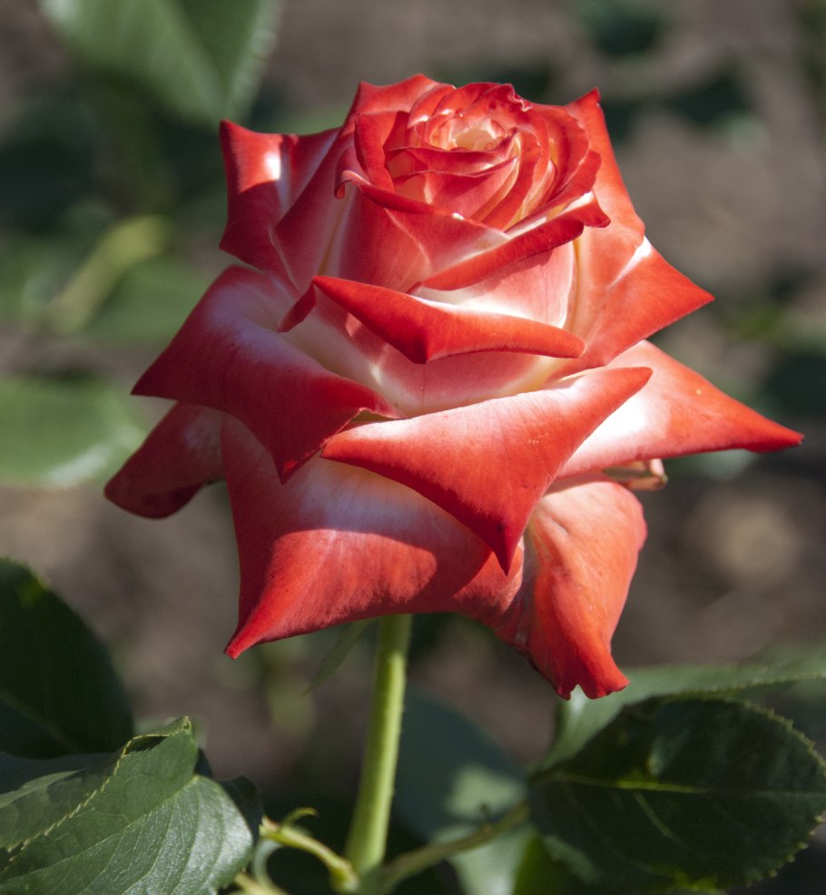 Роза Кайзер фарах