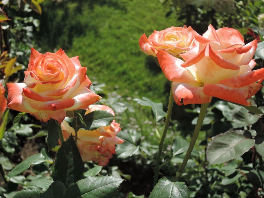 Роза чайно-гибридная Imperatrice Farah