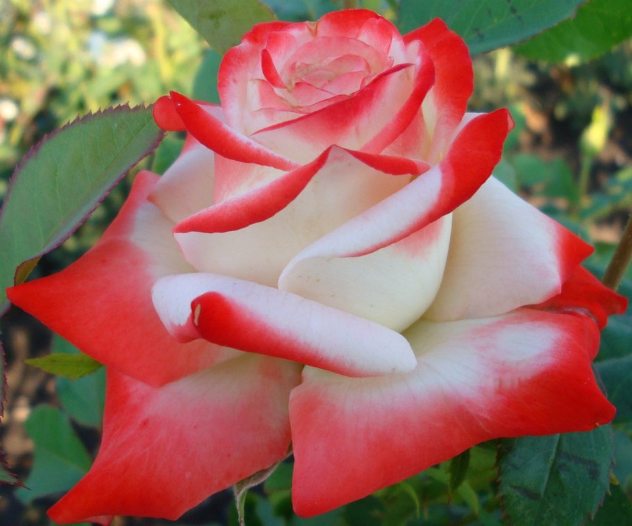 Роза чайно-гибридная Императрица фарах (Imperatrice Farah)