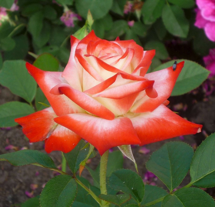 Роза чайно-гибридная Императрица фарах