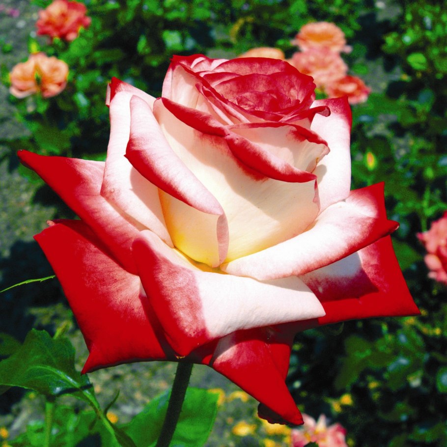 Роза Императрица фарах куст