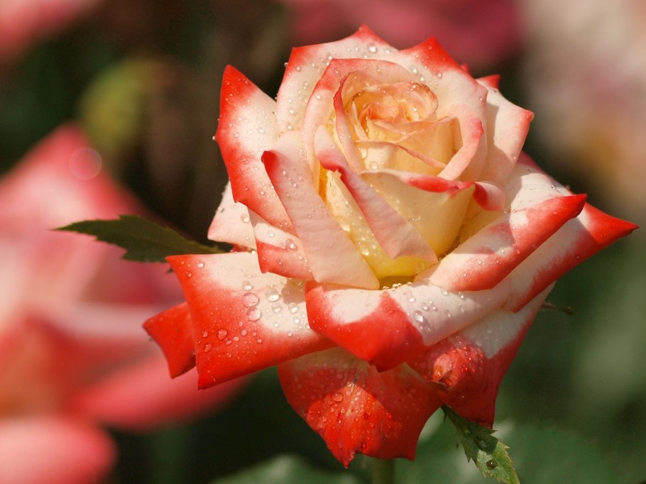 Сорт розы Императрица фарах