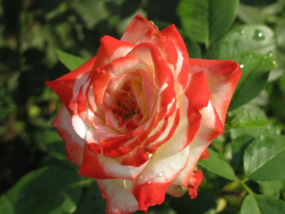 Роза чайно-гибридная Imperatrice Farah