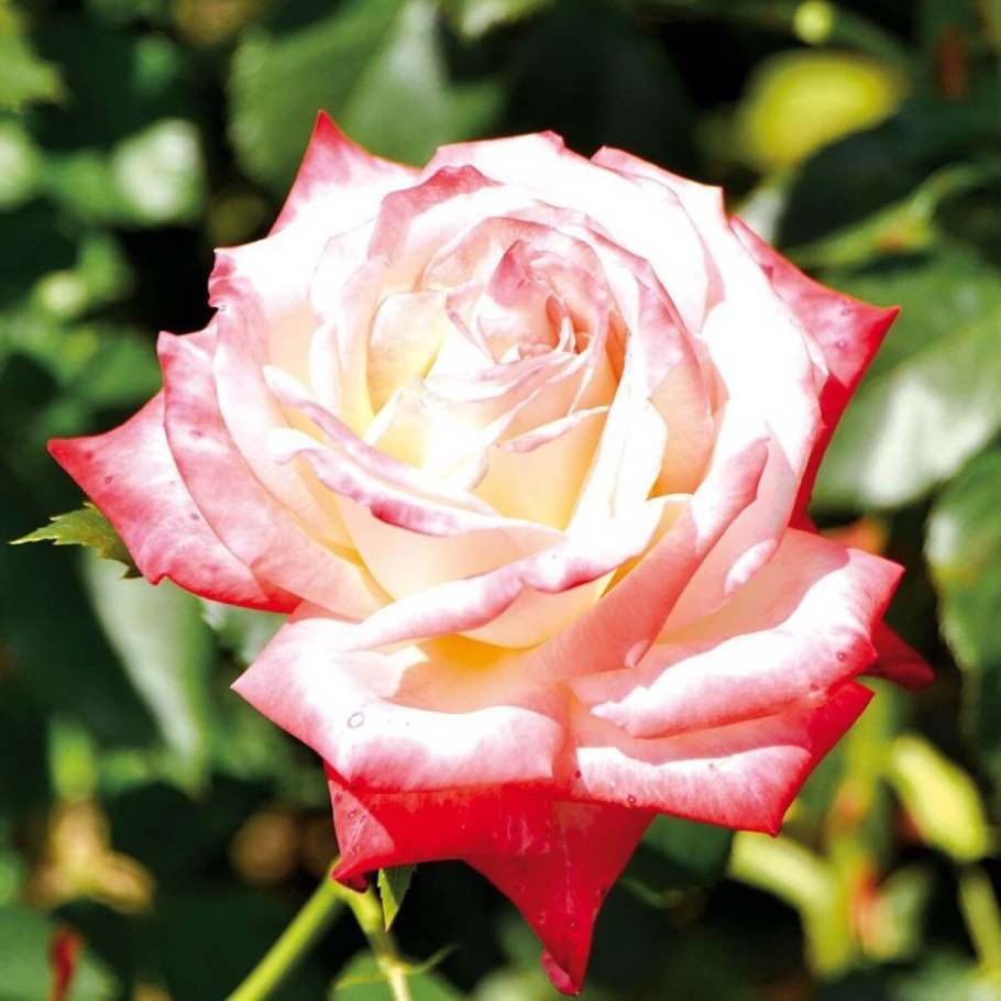 Роза импер фарах