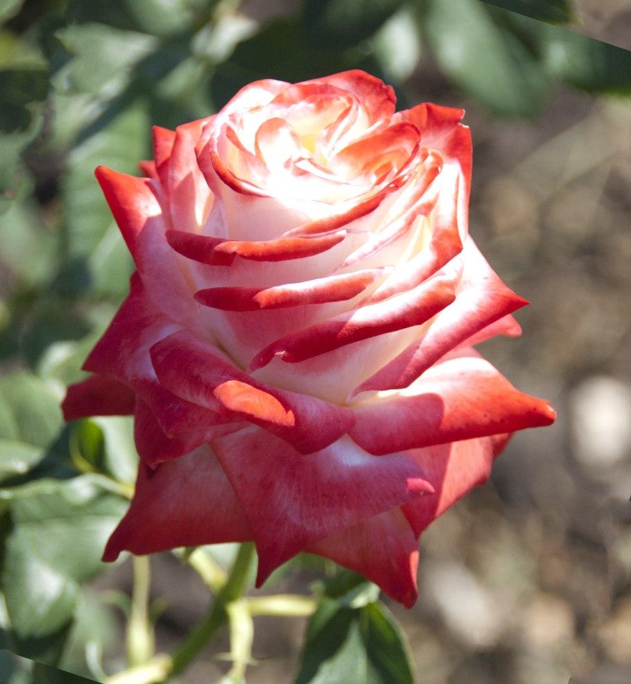 Саженцы Сибирские розы Императрица фарах