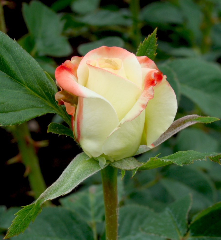 Императорский фарах роза