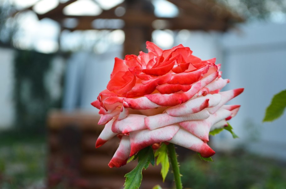 Роза чайно-гибридная Императрица фара