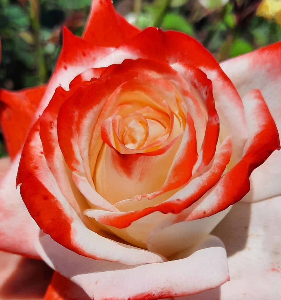 Роза чайно-гибридная Кайзер фарах