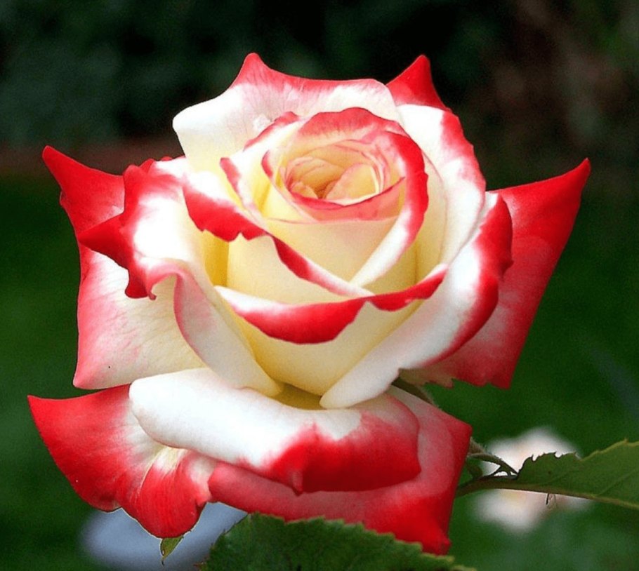 Роза Imperatrice-Farah