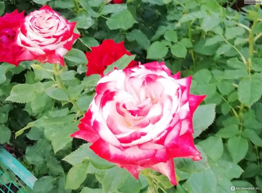 Роза Императрис фара зона зимостойкости