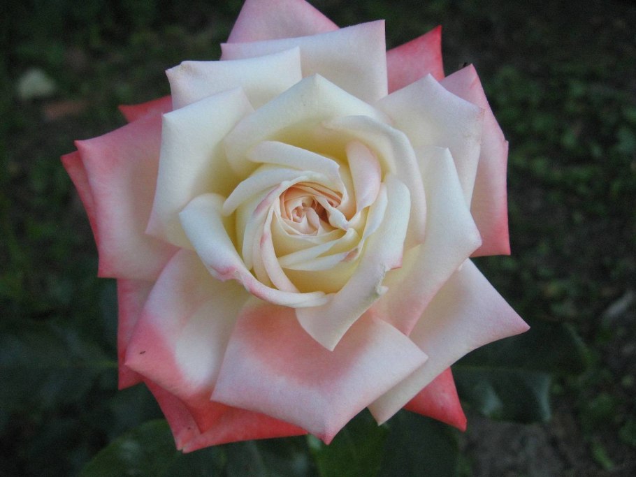 Роза Кайзер чайно-гибридная